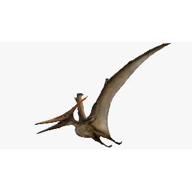 3D Pteranodon Longiceps Rigged